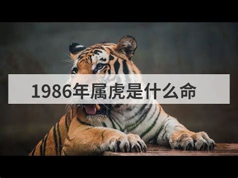 86年屬虎 五行